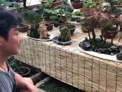 不管是做什么盆景 你都有突出它的主题