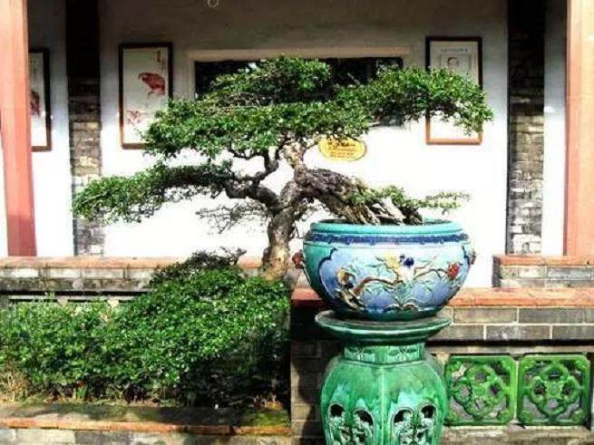 制作福建茶盆景 观赏性要强层次分明