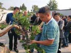 南阳青年盆景艺术家  袁刘林