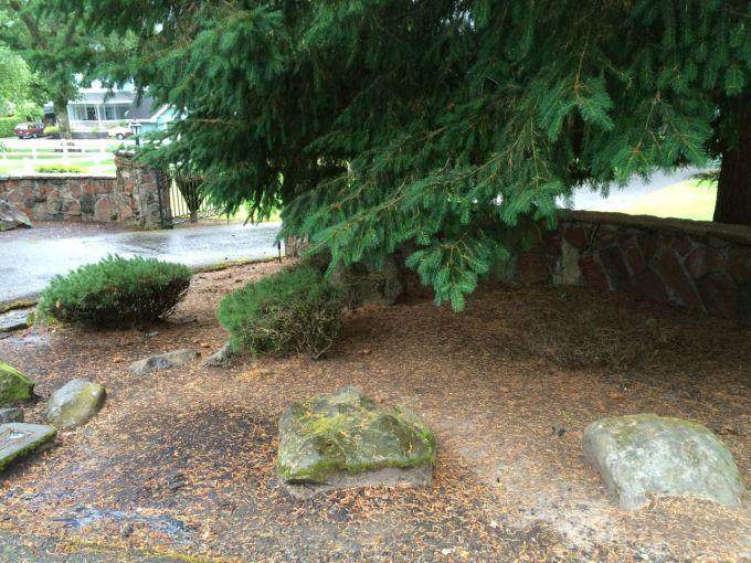 为什么我们不应该在树下种植盆景？