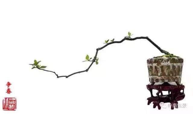 去年海幢寺举办了岭南素仁格盆景艺术研讨会