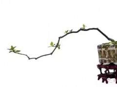 去年海幢寺举办了岭南素仁格盆景艺术研讨会