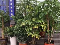 三男子沿街盗窃盆景被刑事拘留