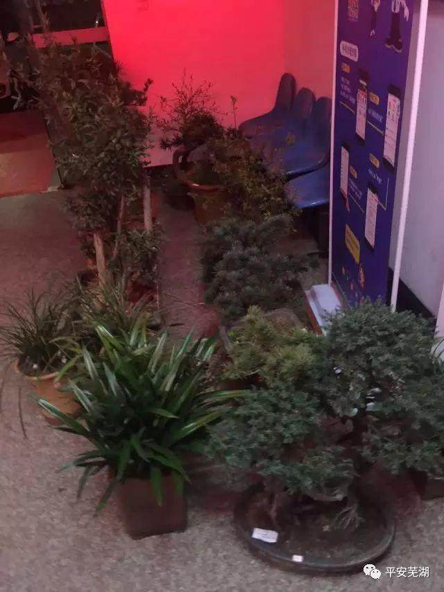 雅贼深夜出没盗窃盆景 只因兴趣爱好!