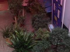 雅贼深夜出没盗窃盆景 只因兴趣爱好