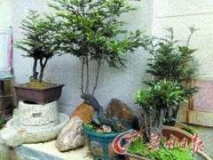 镇江市陈某盗窃两株盆景 路遇民警被抓