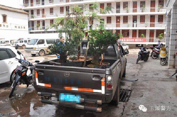 合伙盗窃盆景 华宁警方追缴6万余损失