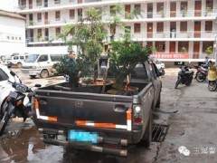 合伙盗窃盆景 华宁警方追缴6万余损失