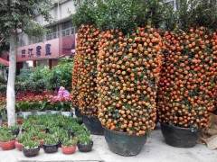 盆景展是2017华宁柑橘节的一项活动之一