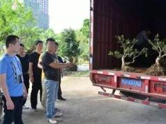 连江县一男子在霞浦盗窃13棵盆景树苗 被警方抓获