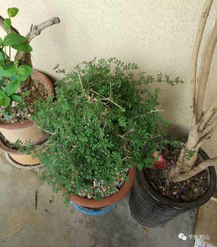 南黎派出所抓获盗窃高价盆景的文偷