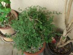 南黎派出所抓获盗窃高价盆景的文偷