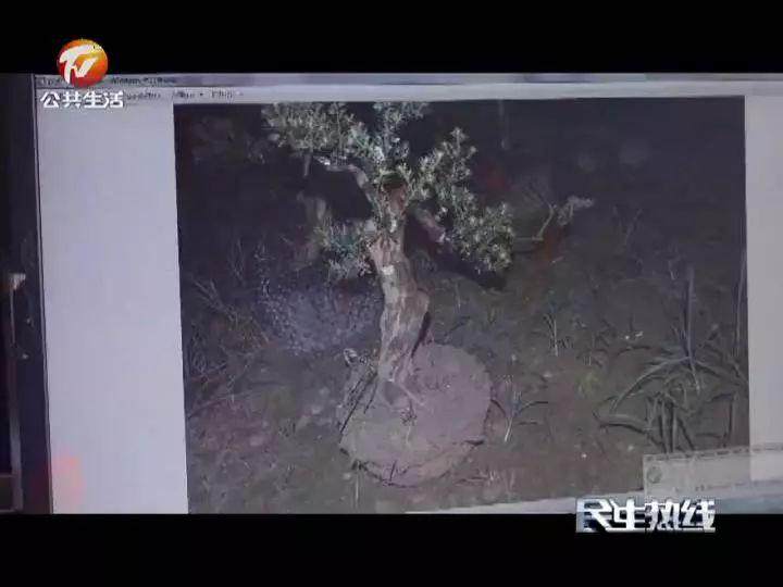 徽州区警方破获系列古玩 盆景被盗案