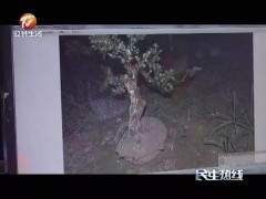 徽州区警方破获系列古玩 盆景被盗案