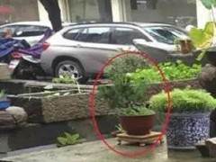 深夜盗走名贵盆景 德清警方两月终将其擒获