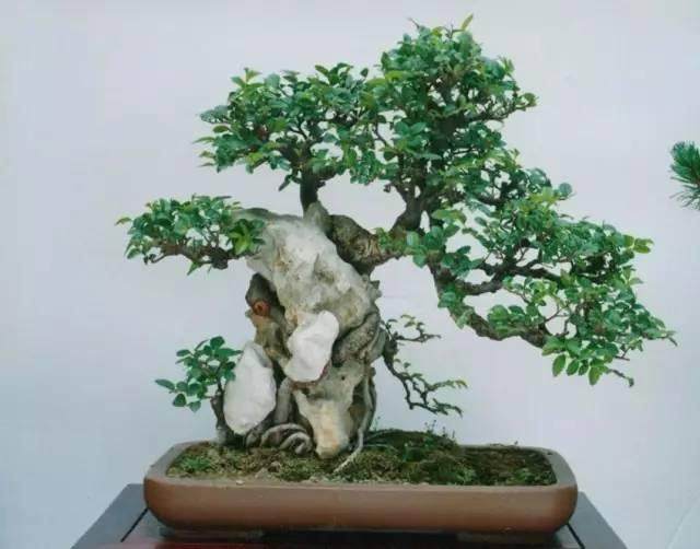 郯城一男子为业主安装门窗顺手盗盆景 4小时后被抓