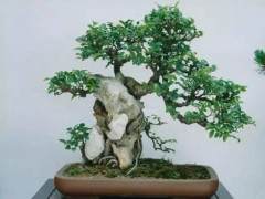 郯城一男子为业主安装门窗顺手盗盆景 4小时后被抓