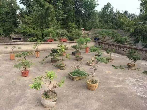 港上派出所辖区连续发生多起盗窃花木盆景案件