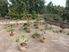 邳州派出所辖区连续发生多起盗窃花木盆景案件