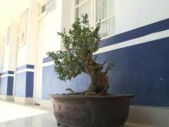 施甸男子表孝心 盗窃盆景做寿礼