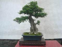 东湖公园两株共价值4万多元的对节白蜡盆景被盗挖