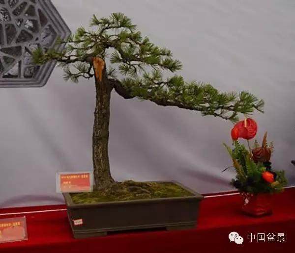 遵义一男子惦记盯着这家酒店 他连盗6盆景