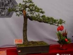 遵义一男子惦记盯着这家酒店 他连盗6盆景