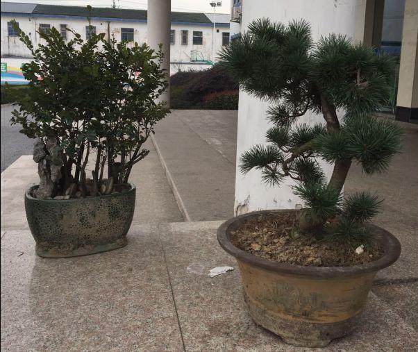 海盐县张某对偷盗盆景的行为供认不讳