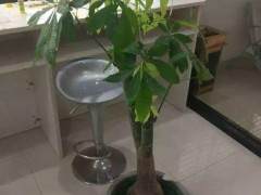 盆景接连被盗金井所迅速出击成功破案