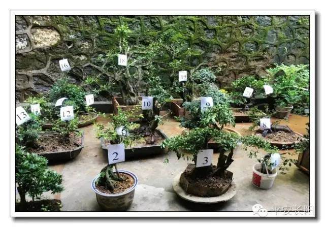 高家堰:盆景一夜被盗九家 民警全员行动破案追赃