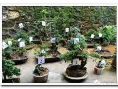 高家堰盆景一夜被盗九家 民警全员行动破案追赃