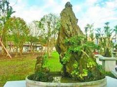 达州大寨子公园4盆名贵盆景一夜被盗