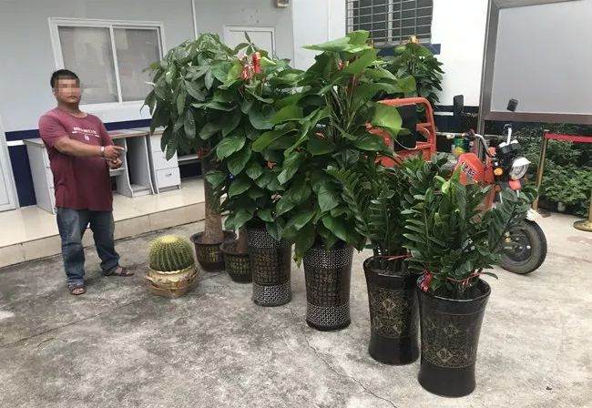 民警在港北区抓获涉嫌盗窃盆景的男子