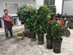 民警在港北区抓获涉嫌盗窃盆景的男子