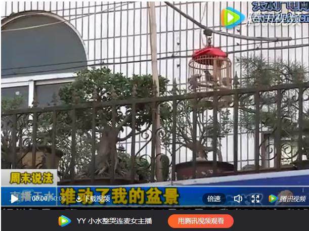 究竟他们是不是偷盗盆景的犯罪嫌疑人?