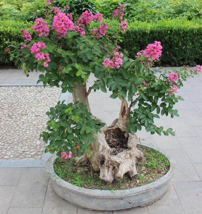 高邮人民公园有采花大盗 价值万元盆景被偷走...