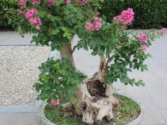 高邮人民公园有采花大盗 价值万元盆景被偷走...