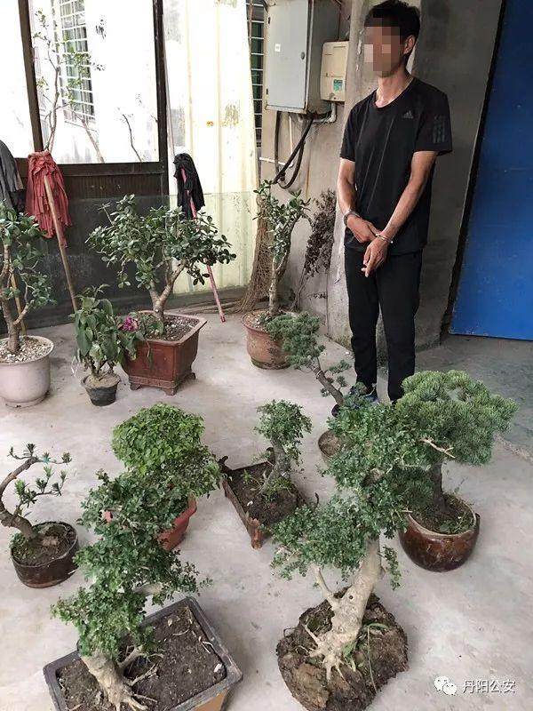 丹阳市开发区某盆景园花木盆景两次被盗