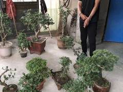 丹阳市开发区某盆景园花木盆景两次被盗