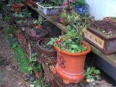 大理花鸟市场内价值30万呢盆景被盗