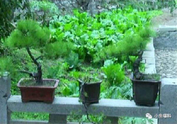 洛阳寺庙偷盆景 怕佛祖怪罪又还回两盆