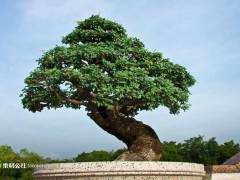 喜爱盆景树蔸 却又不愿花钱买 两名男子就去盗窃