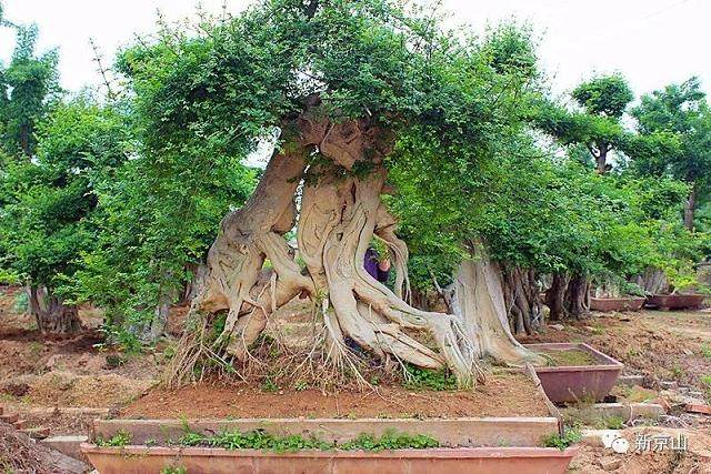 京山一男子多次盗窃对节白蜡盆景 潜逃数年终投案