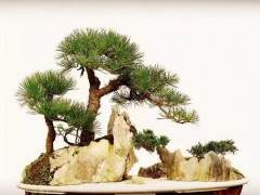 松石盆景造型构图基本形式