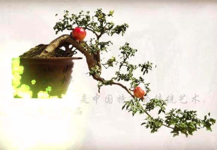 如何用老枝接根来制作石榴盆景？