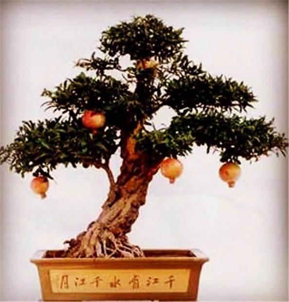 石榴盆景的养护与病虫防治