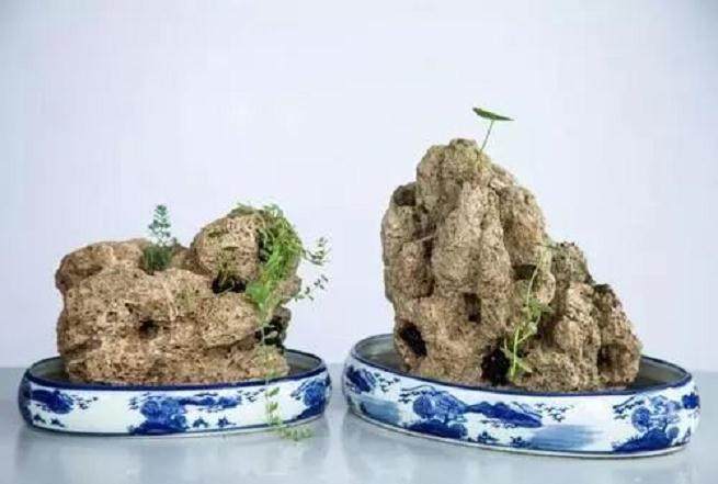 上水石盆景上植物栽种养活方法详解