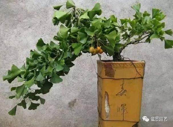 银杏盆景不结果的另一个原因可能是树龄不到