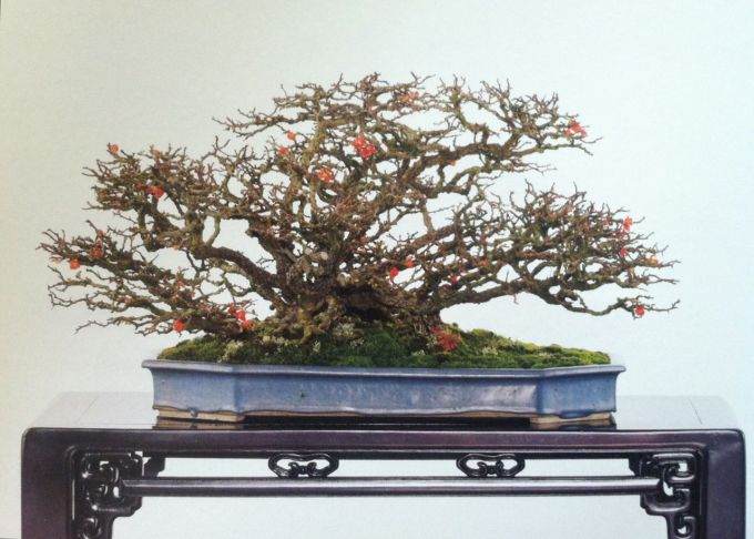 长寿梅盆景制作笔记 第4部分