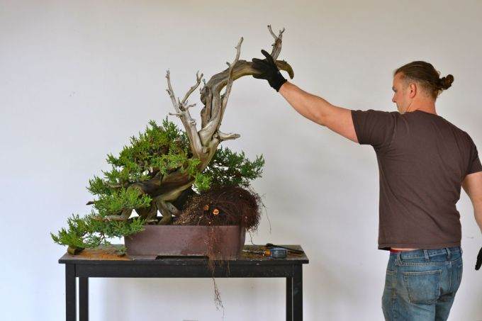 图解 老外修剪杜松盆景的全过程